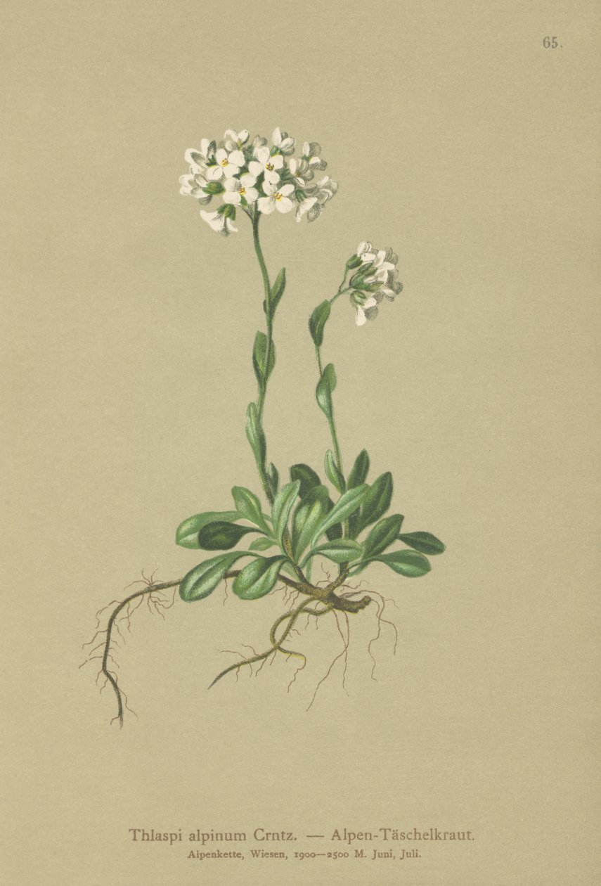 Alpine Pennycress by German School