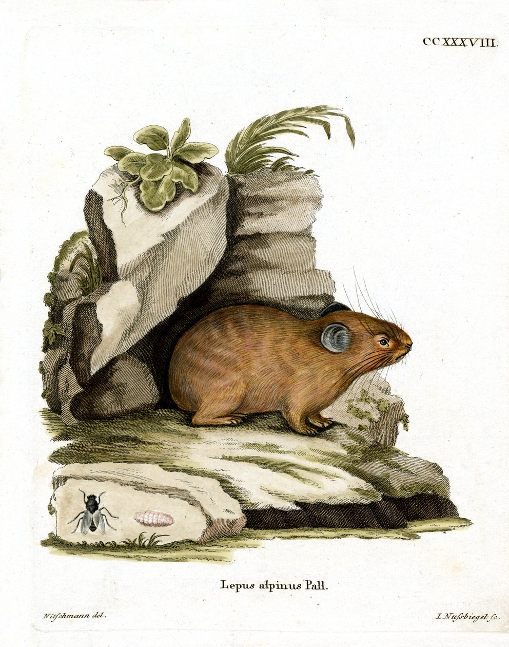 Alpine Pika by German School