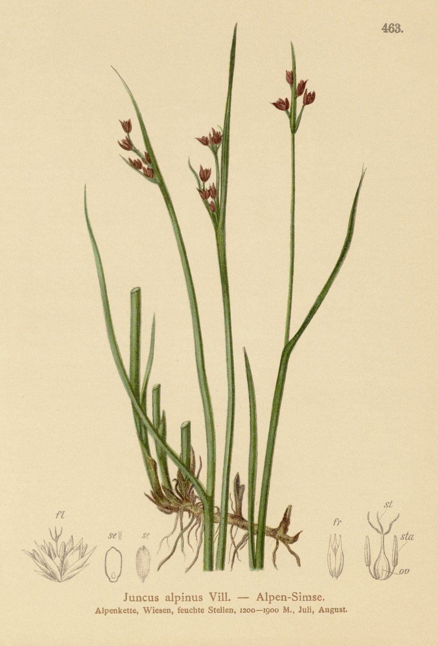 Alpine Rush by German School