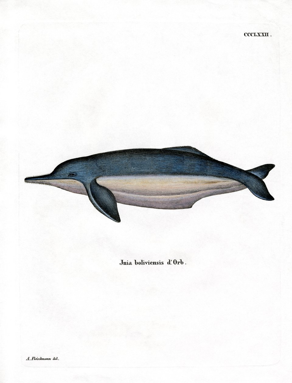 Amazon River Dolphin by German School