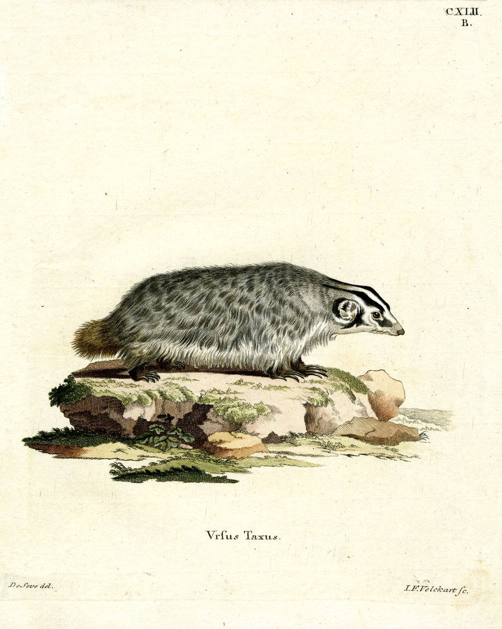 American Badger by German School