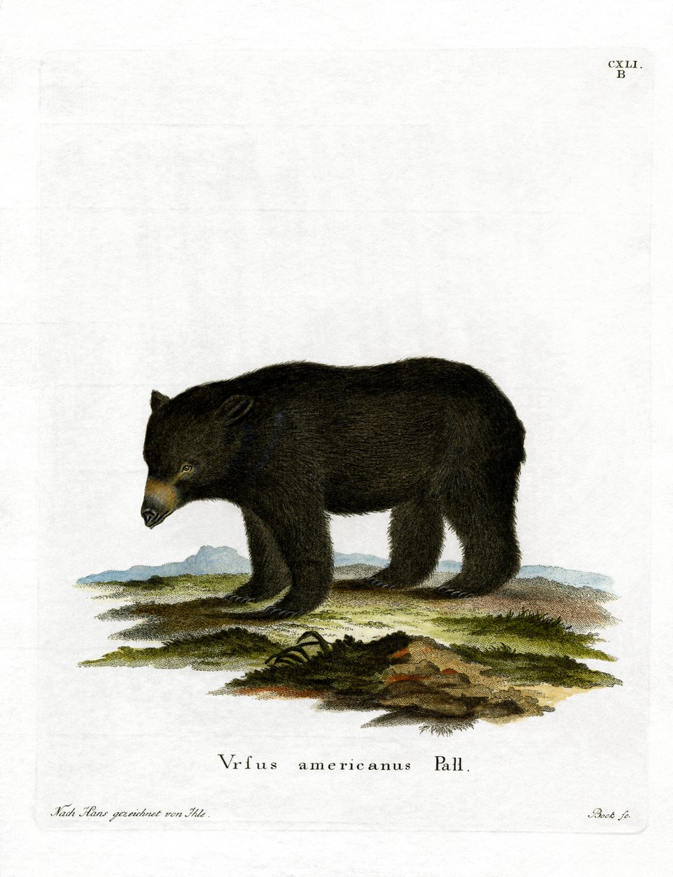 American Black Bear by German School