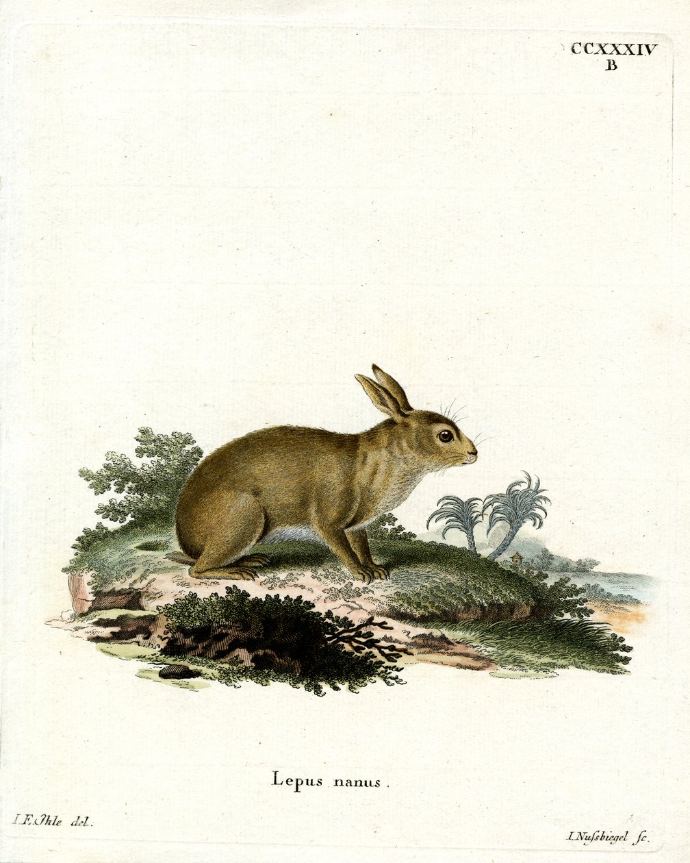American Gray Rabbit by German School