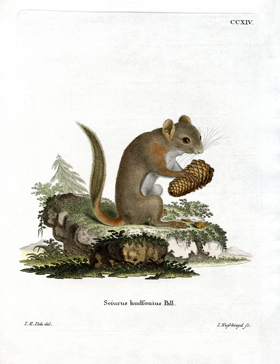 American Red Squirrel by German School