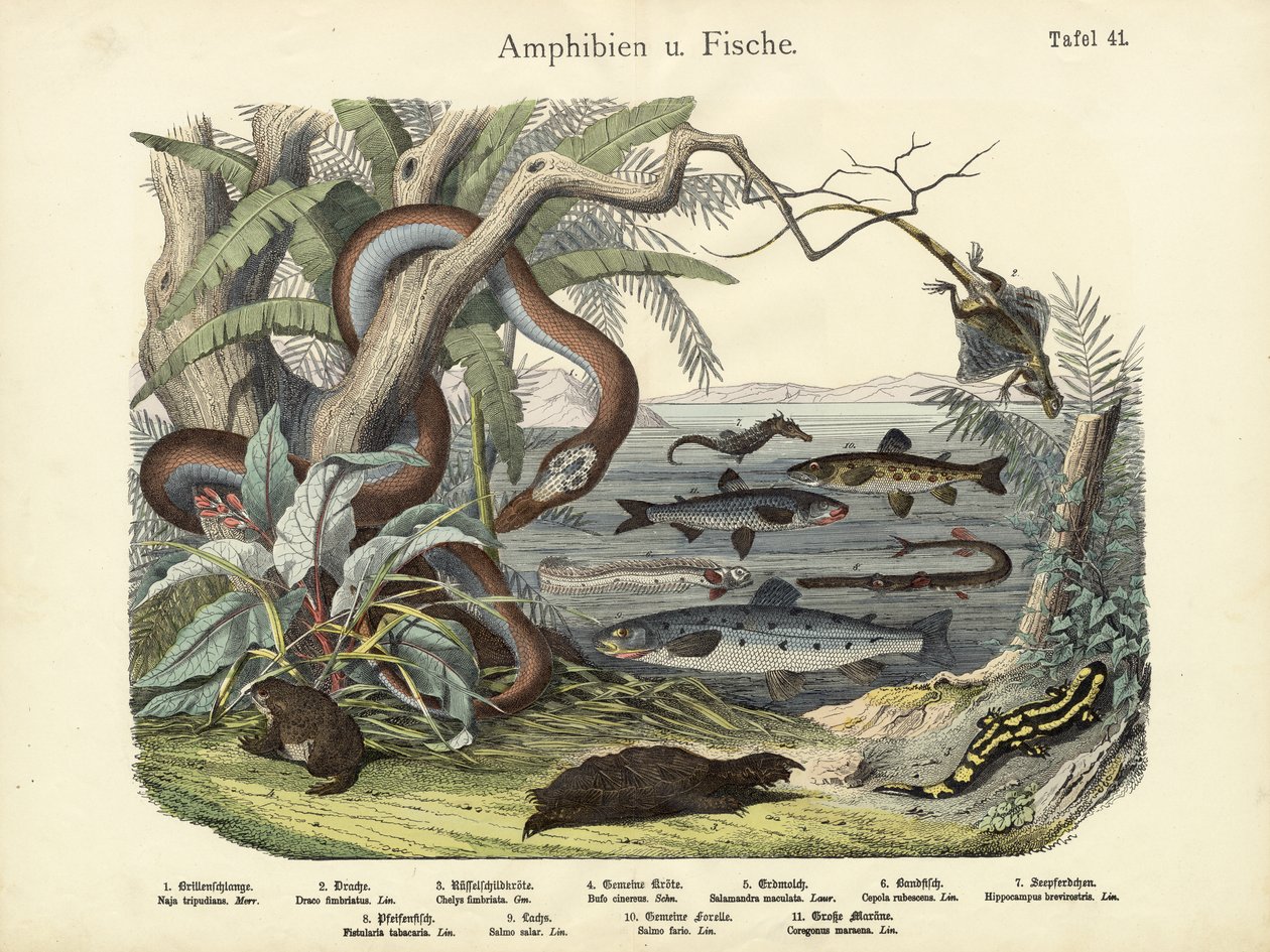 Amphibians and Fishes by German School