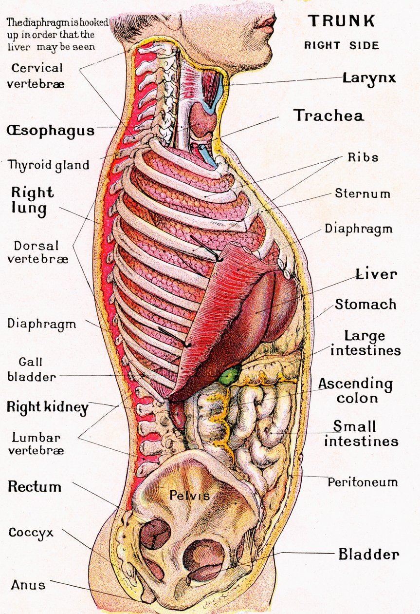 Torso Anatomy Diagram Human Muscles Diagram