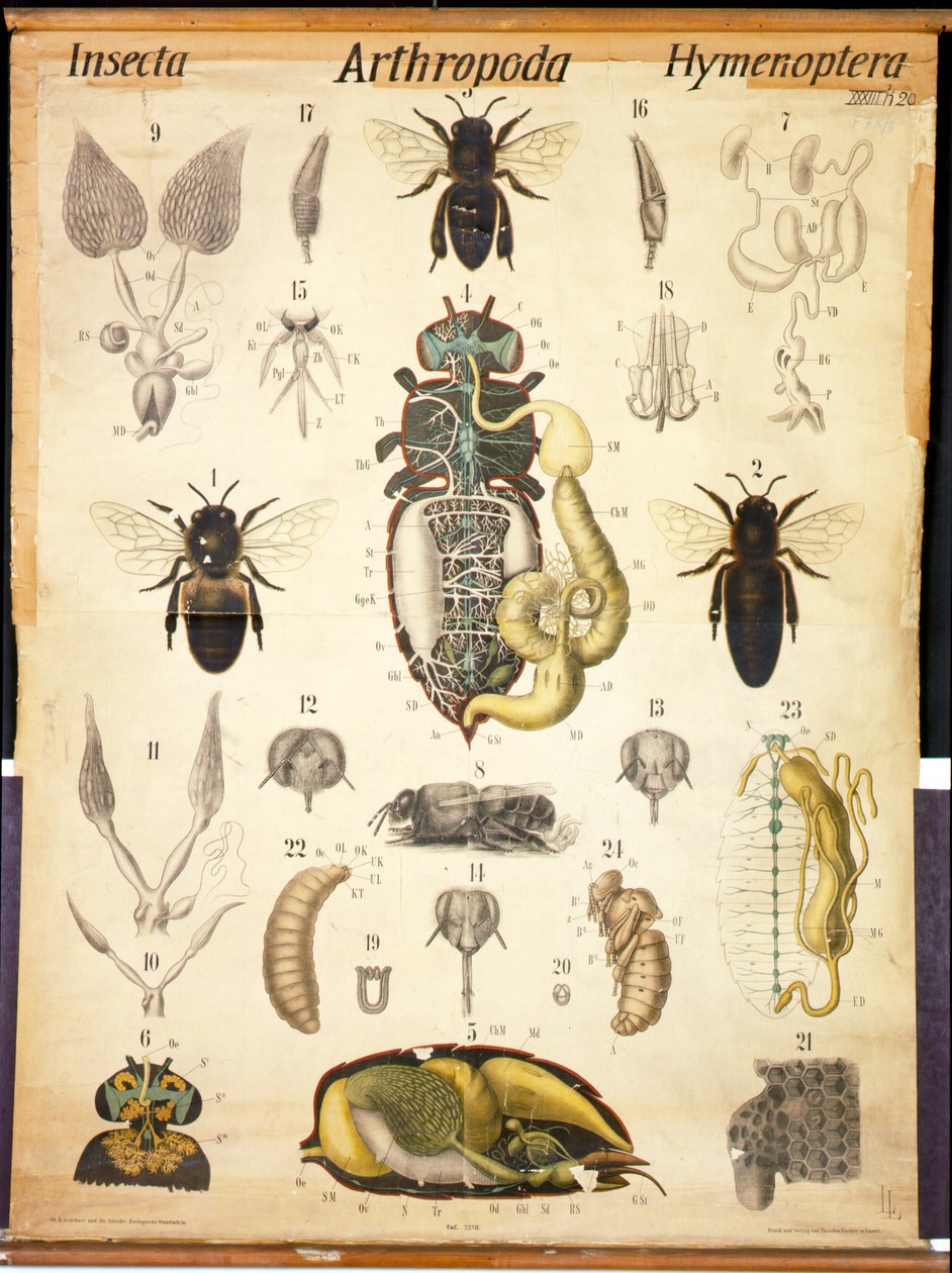 Anatomy of the Apis, No.XXVII, Leuckart