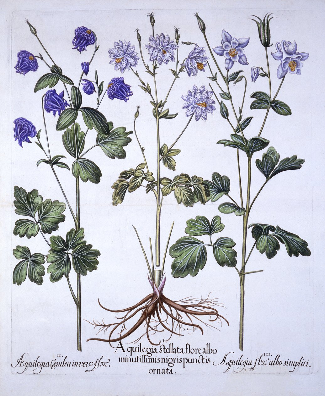 Aquilegia, from Hortus Eystettensis by German School