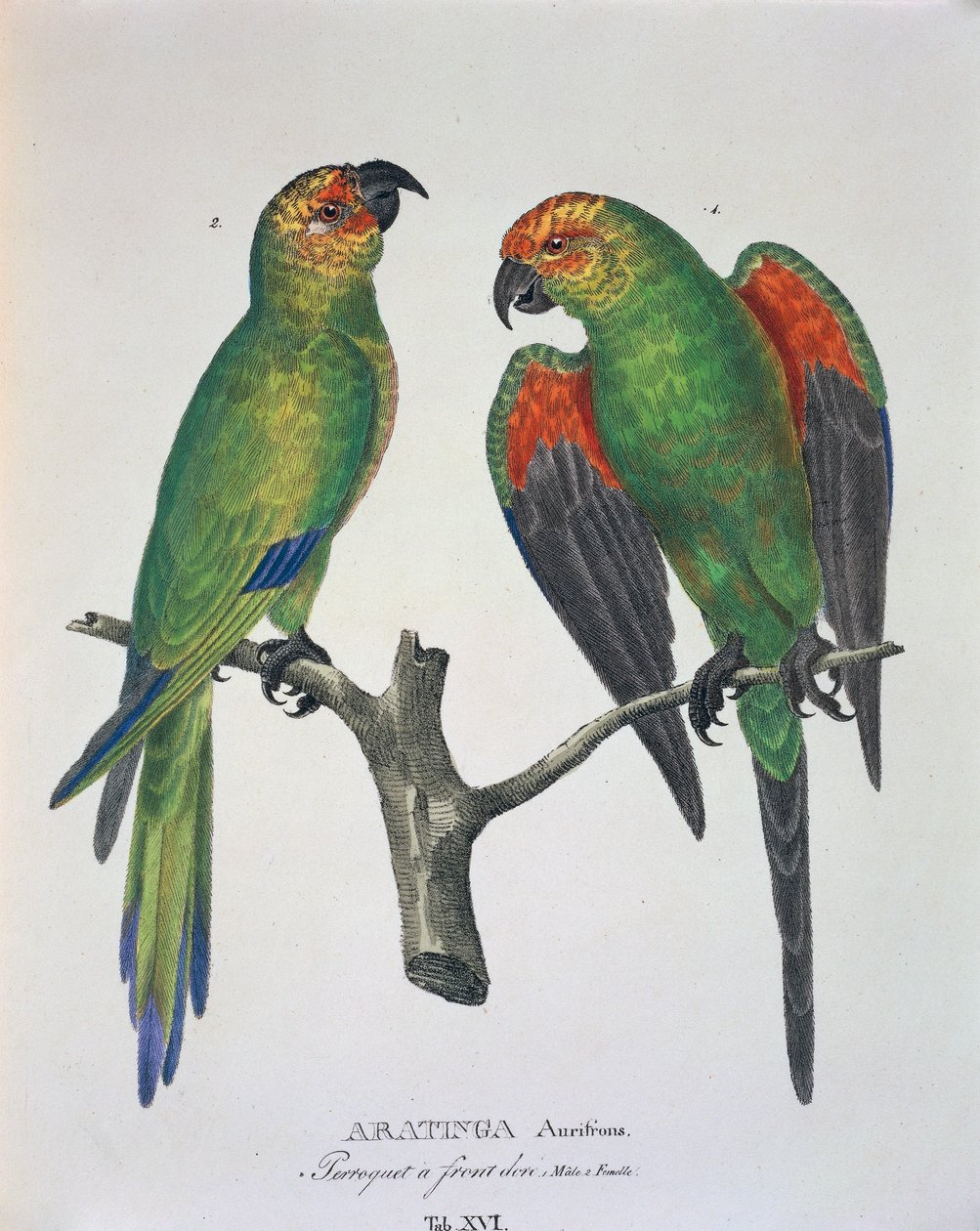 Aratinga Aurifrons (male and female), table XVI from 