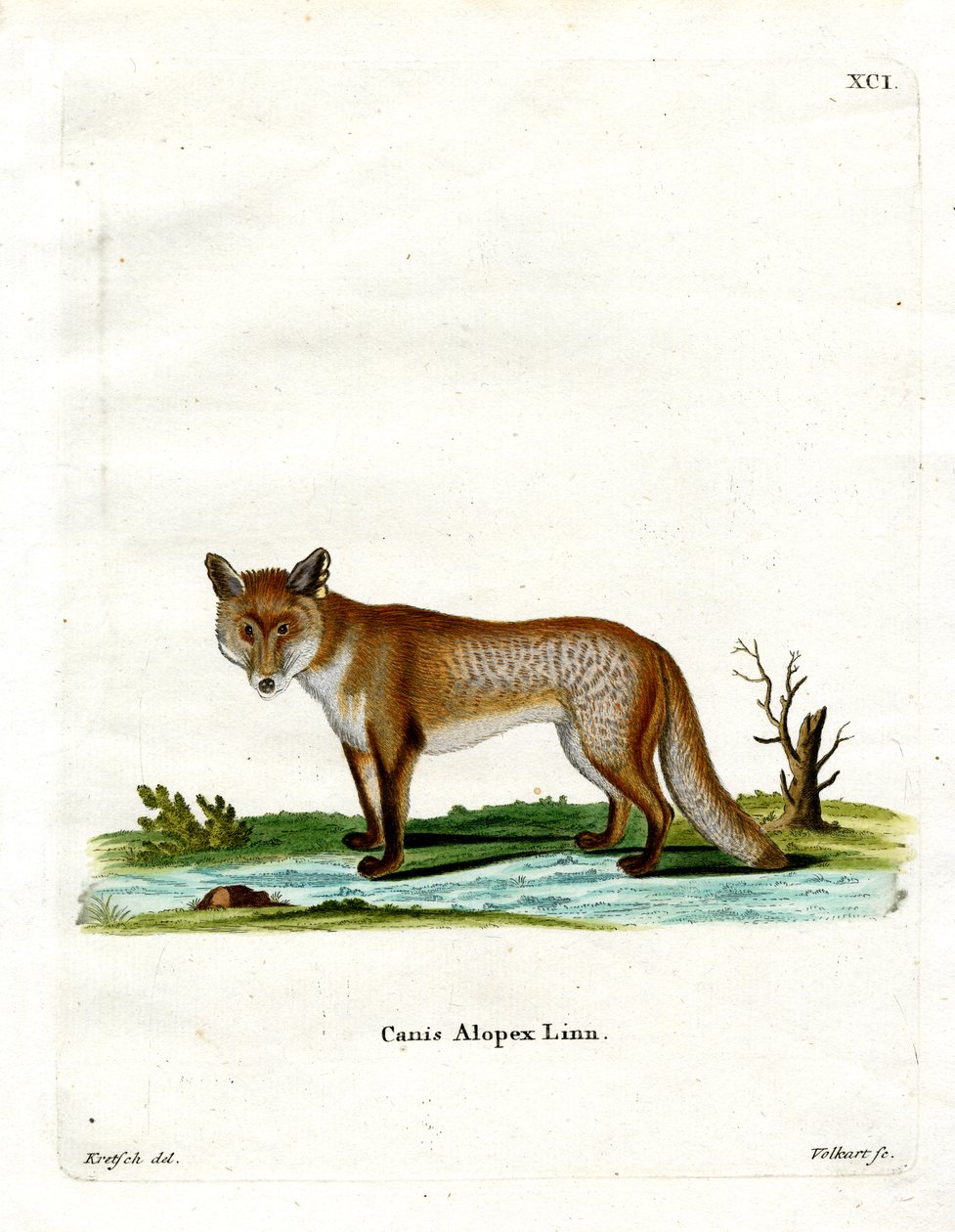 Arctic Fox by German School