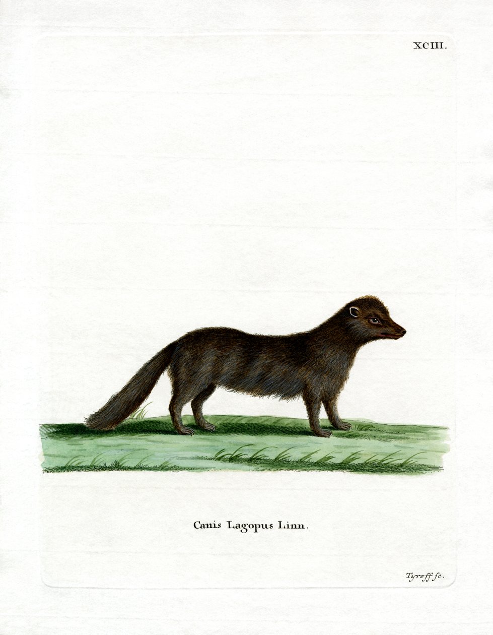 Arctic Fox by German School