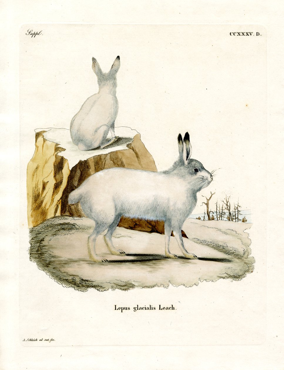 Arctic Hare by German School