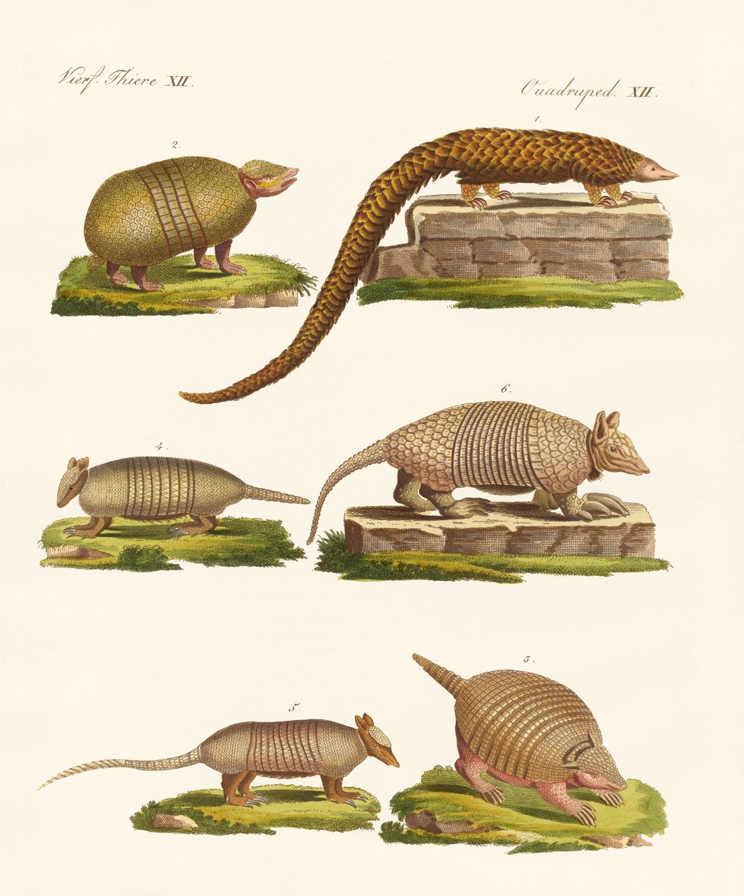 Armoured animals by German School