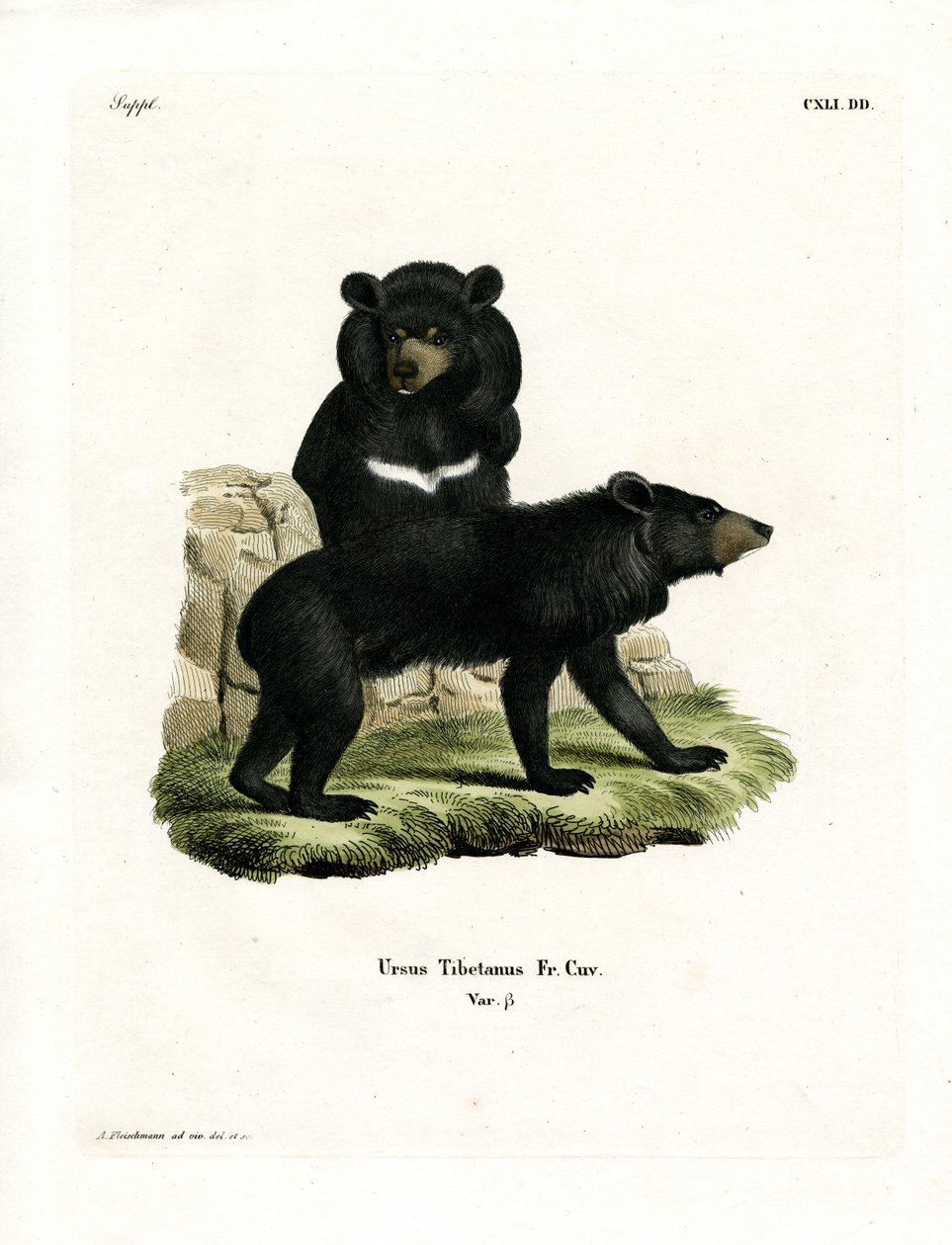 Asian Black Bear by German School