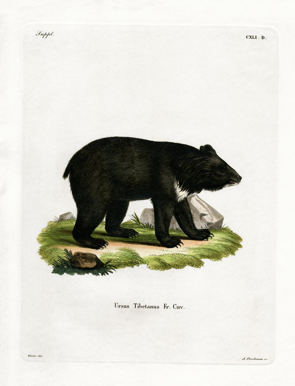 Asian Black Bear by German School