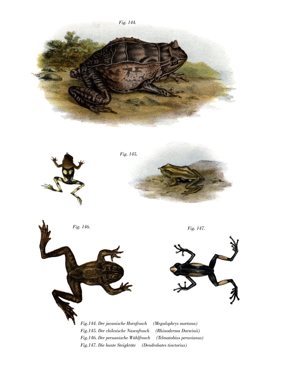 Asian Horned Frog by German School