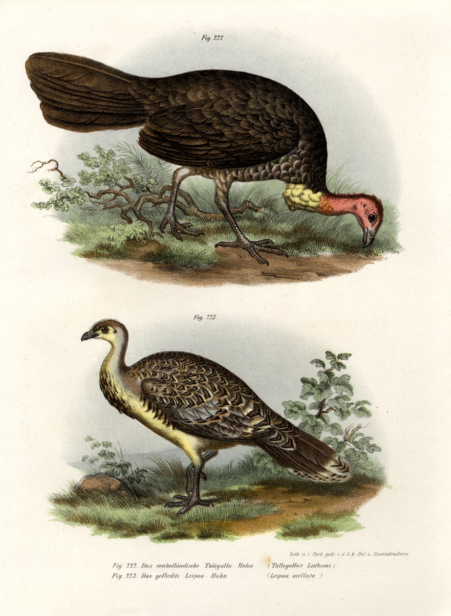 Australian Brush-Turkey by German School