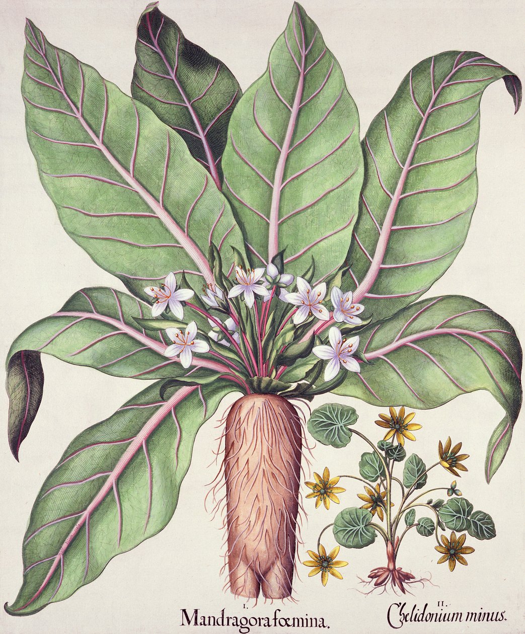 Autumn Mandrake, from the Hortus Eystettensis by Basil Besler, pub. 1613 by German School