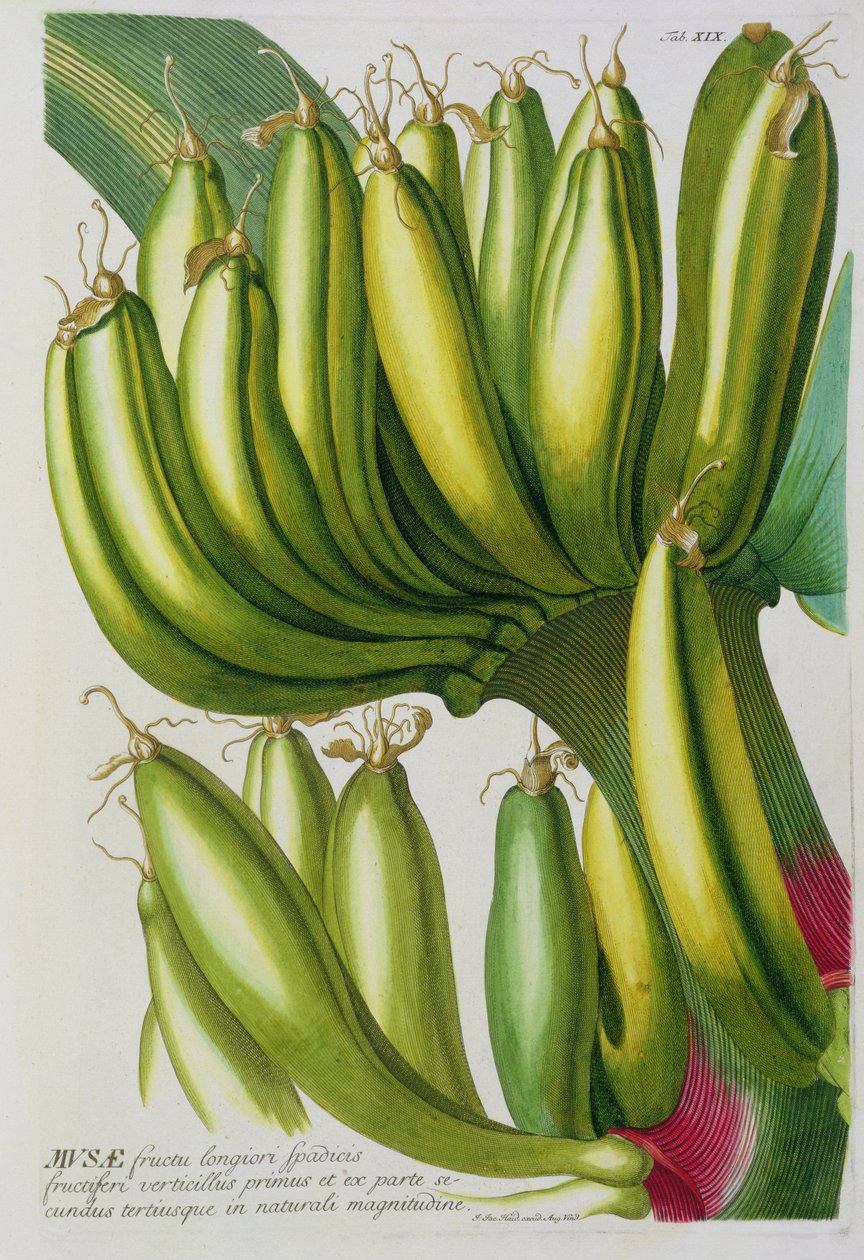 Banana, engraved by Johann Jakob Haid plate 19 from a botanical book, pub. by Augustus Vind by German School