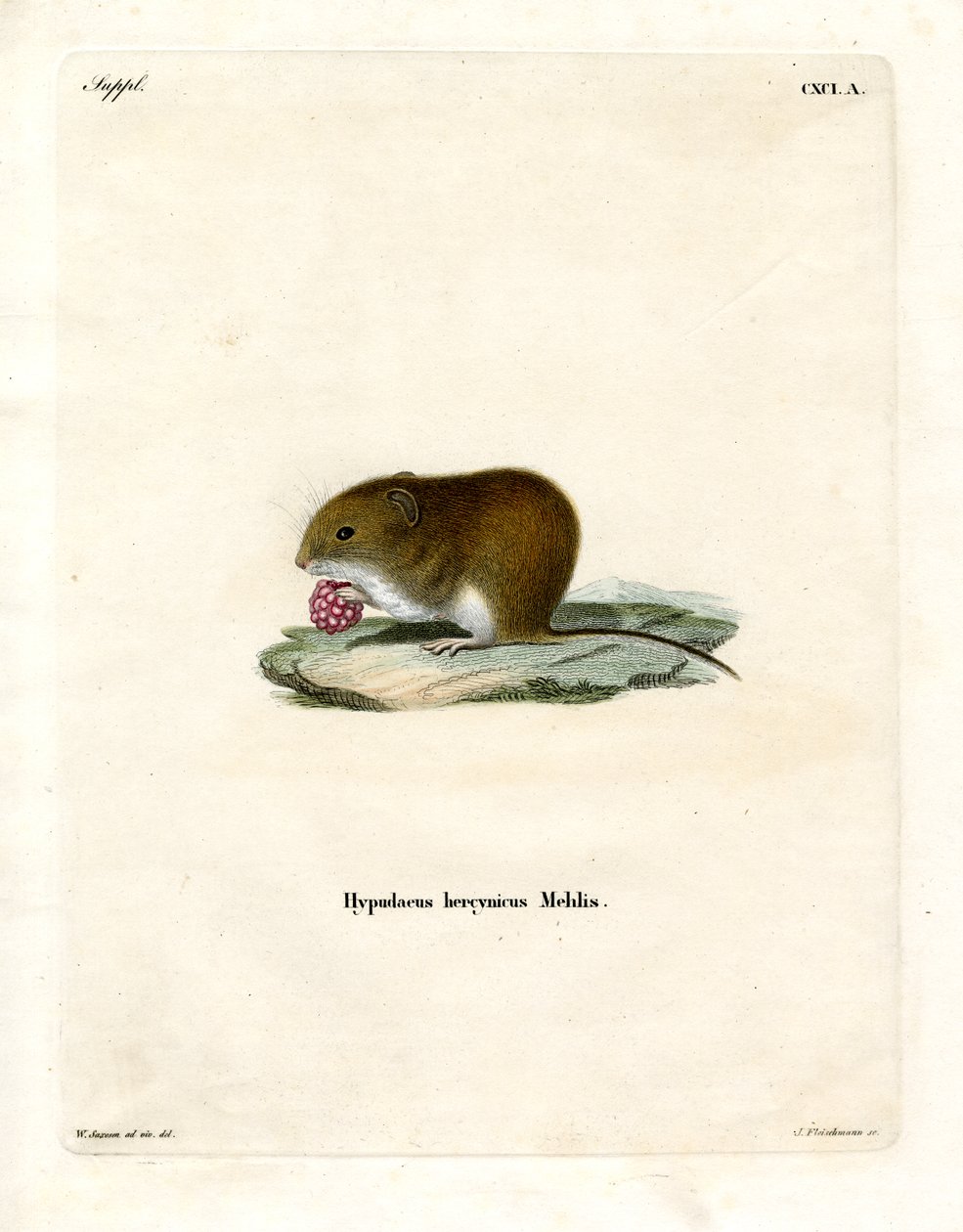 Bank Vole by German School