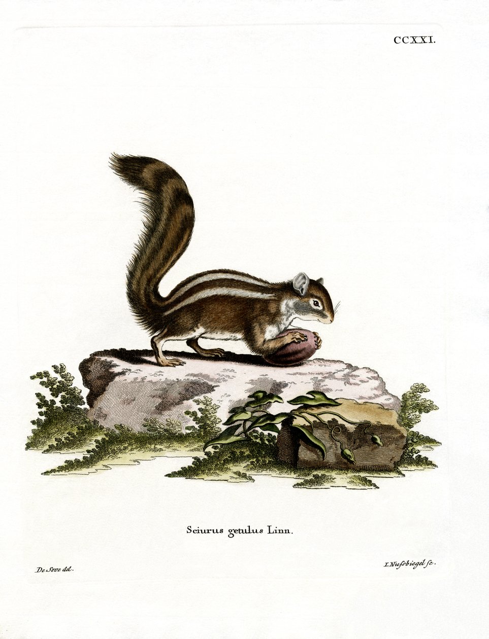 Barbary Ground Squirrel by German School