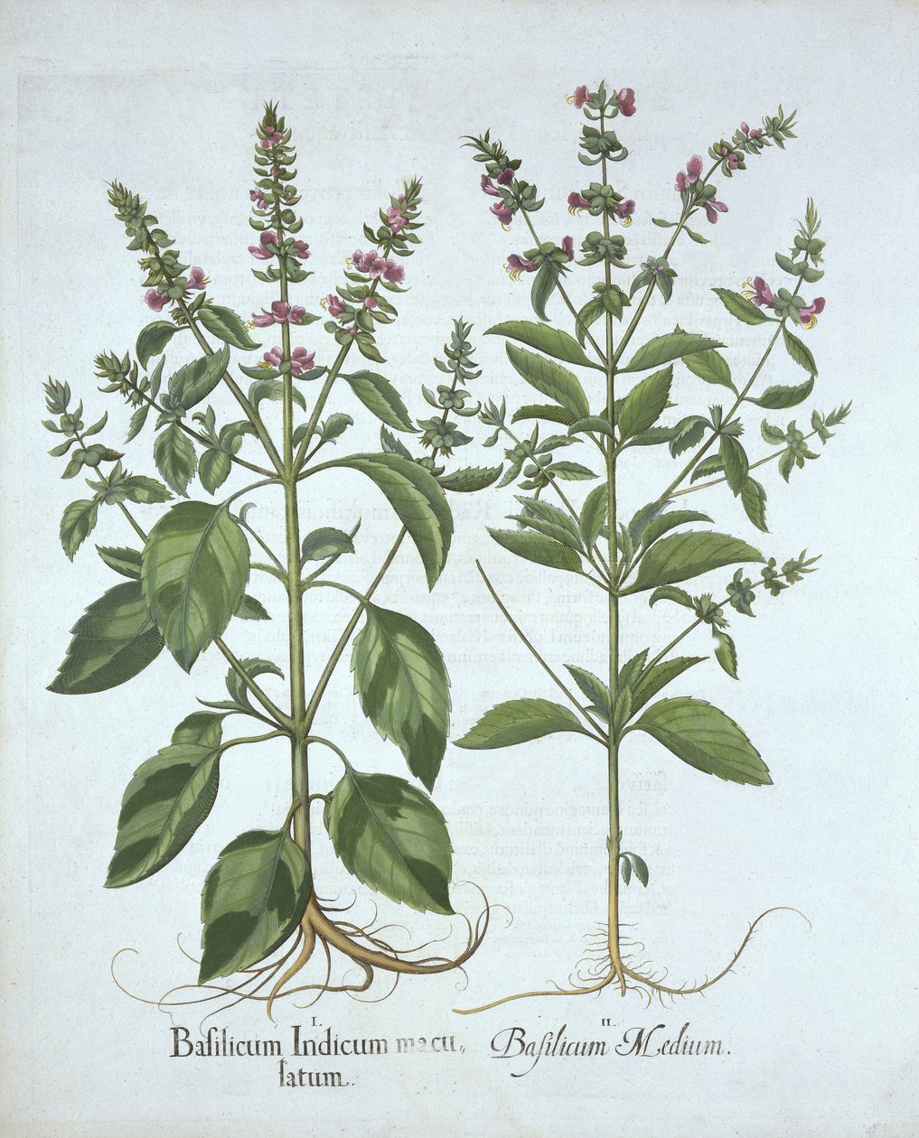 Basil, from Hortus Eystettensis by German School