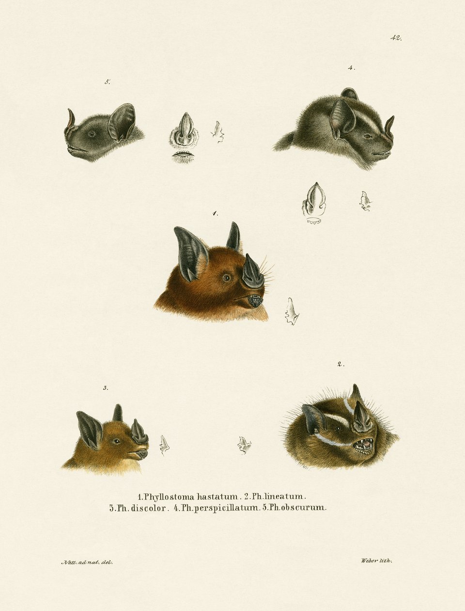 Bat Heads by German School