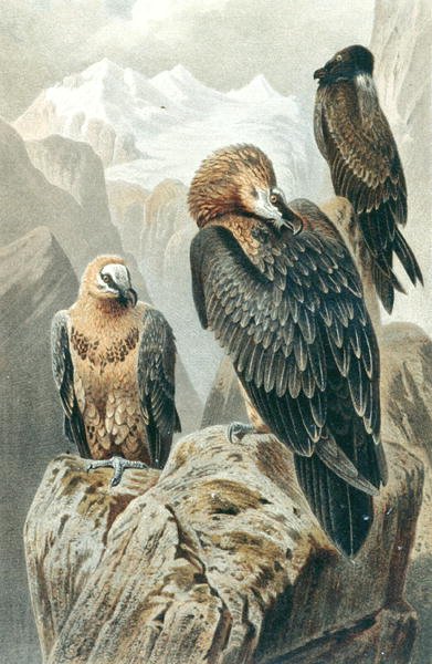 Bearded Vulture, plate from 