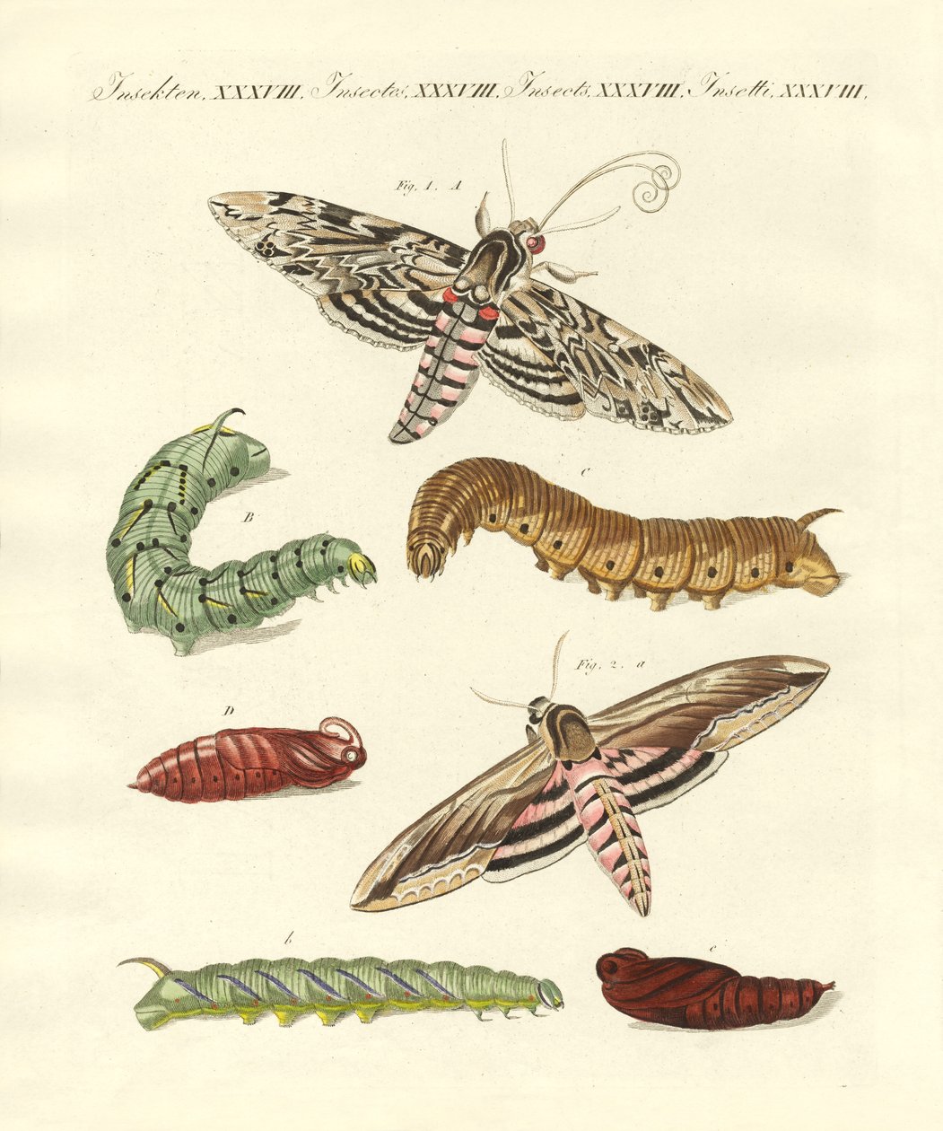 Beautiful German butterflies by German School