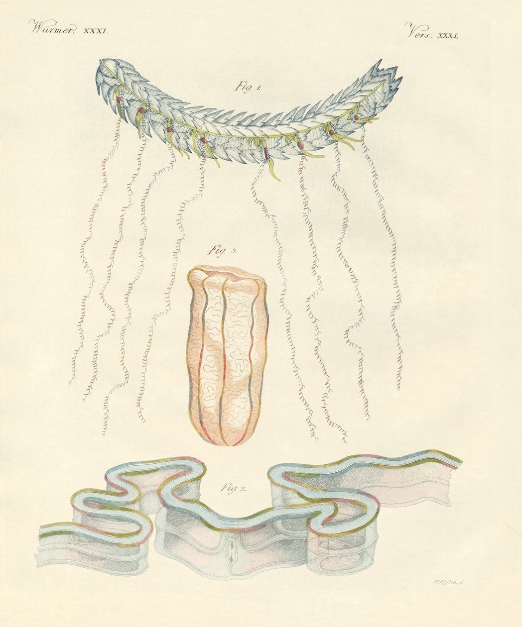Beautiful Comb Jellies by German School