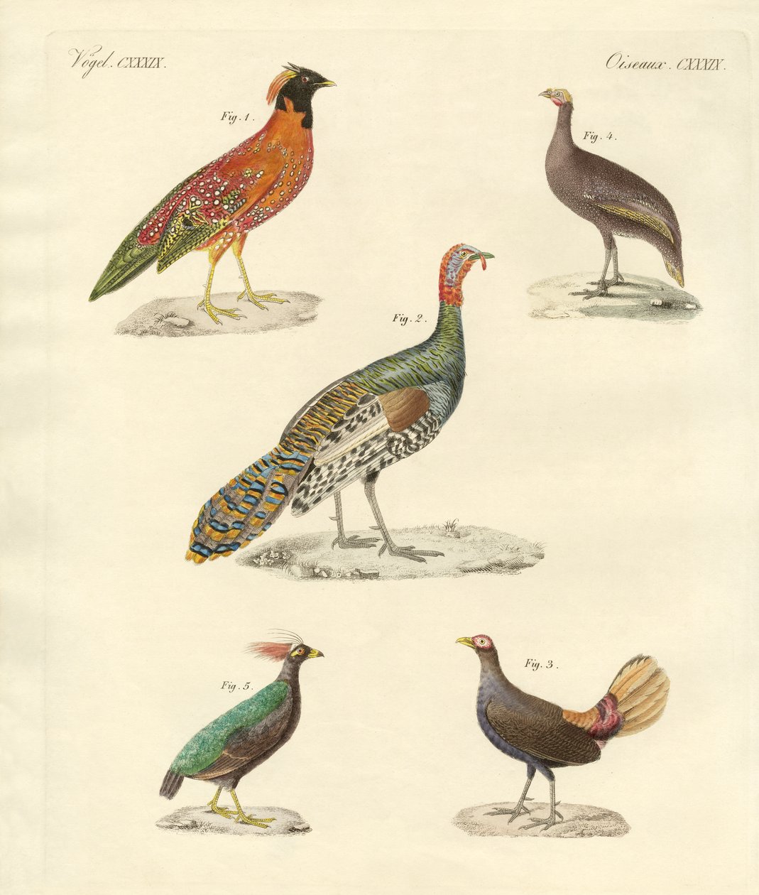 Beautiful Hen-like Birds by German School