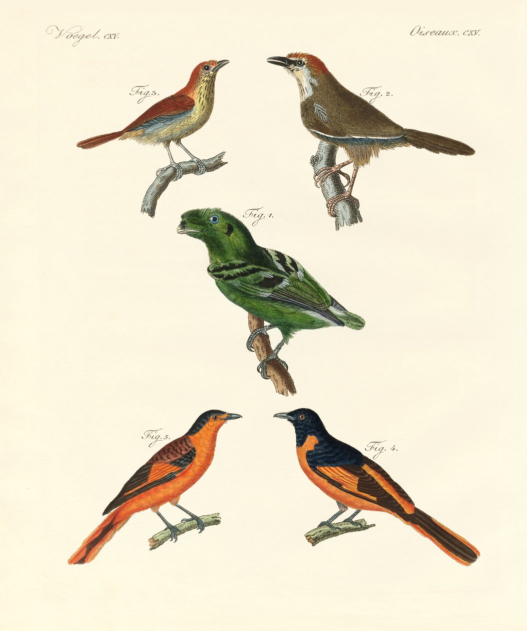 Beautiful and strange foreign birds by German School