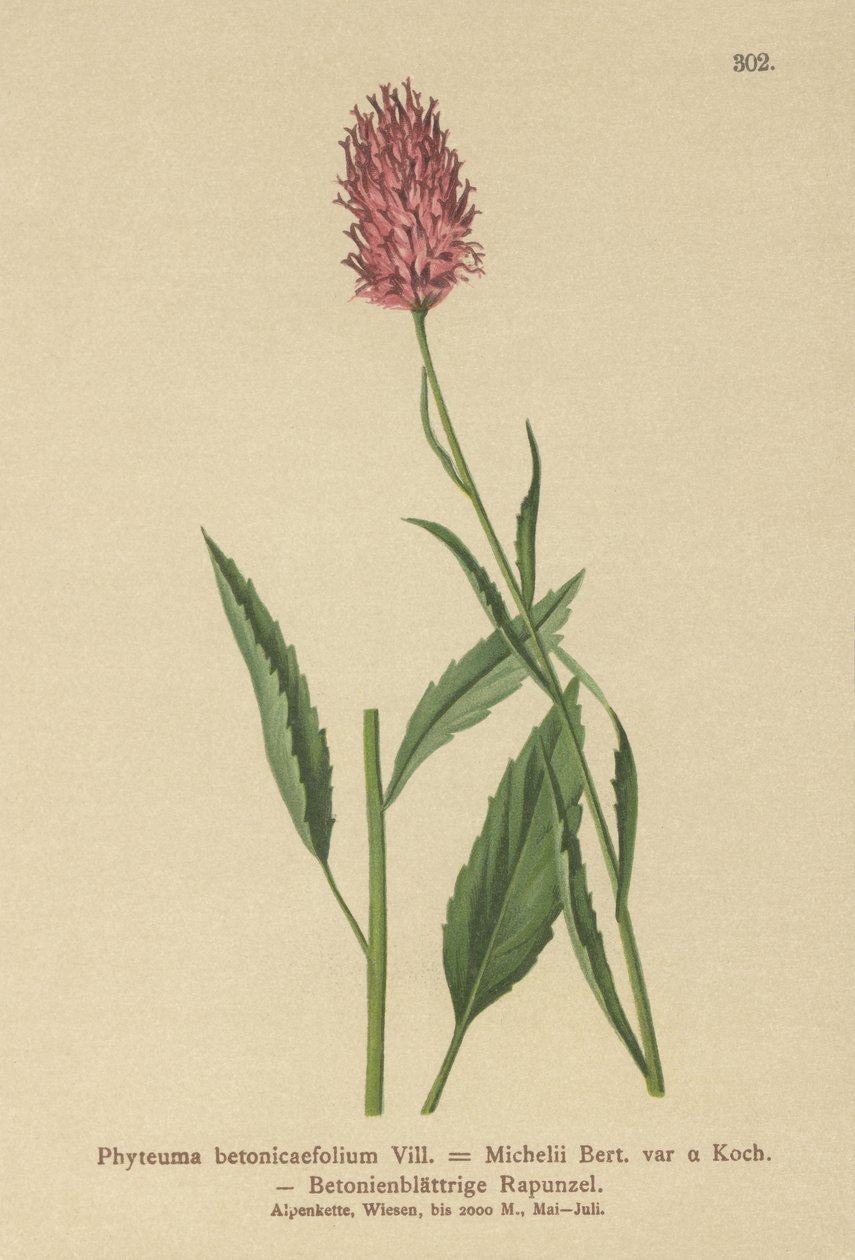 Betony-leaved Rampion by German School