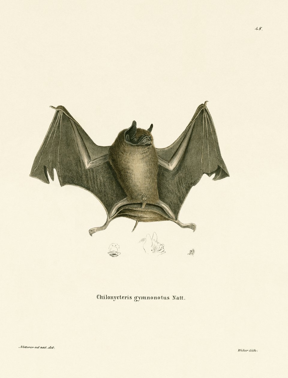 Big Naked-backed Bat by German School