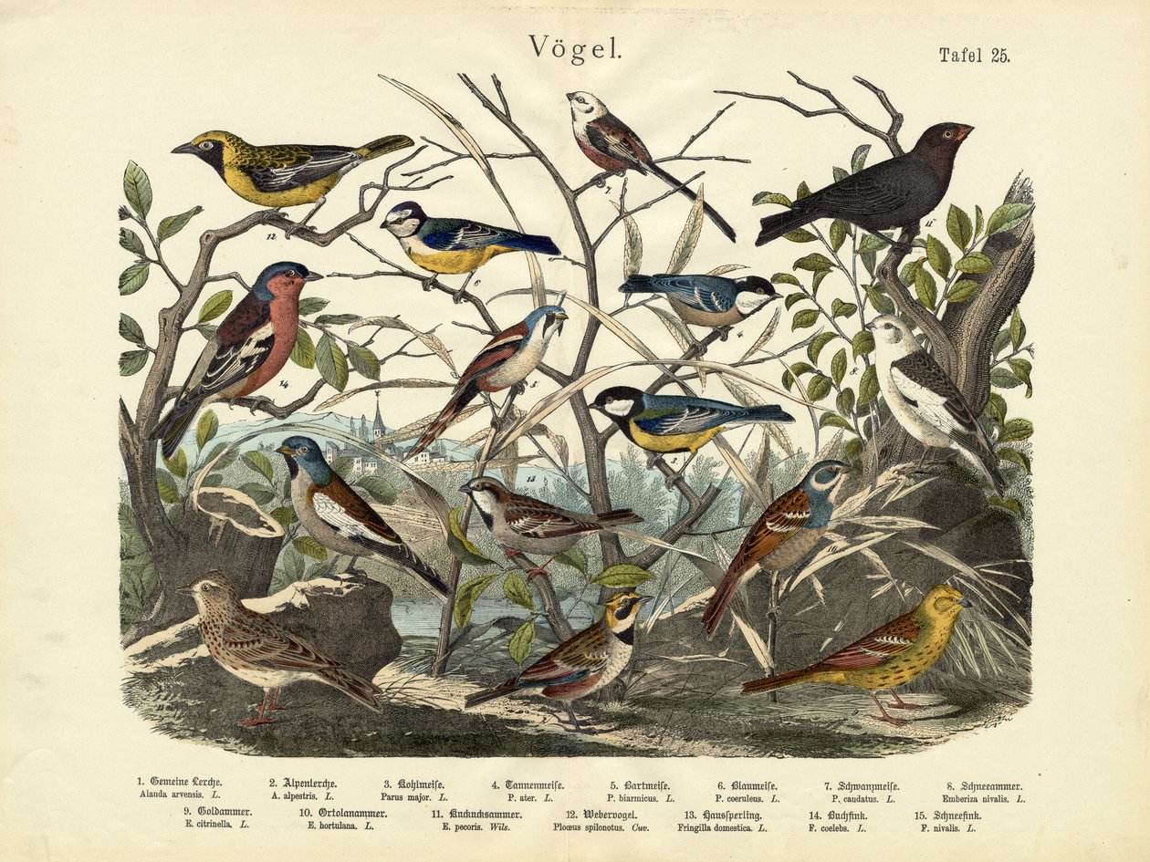 Birds, c.1860 by German School