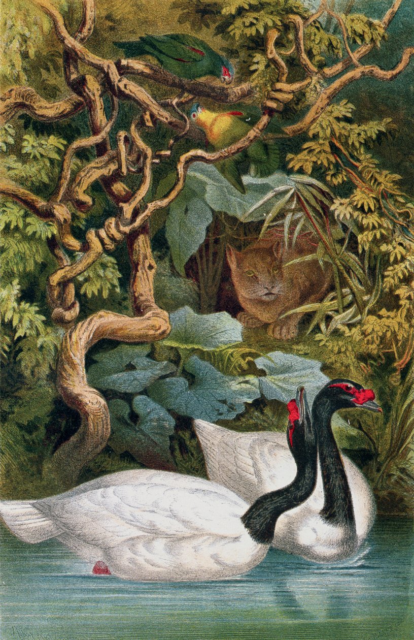 Black-Necked Swan, plate from Brehms Tierleben by German School