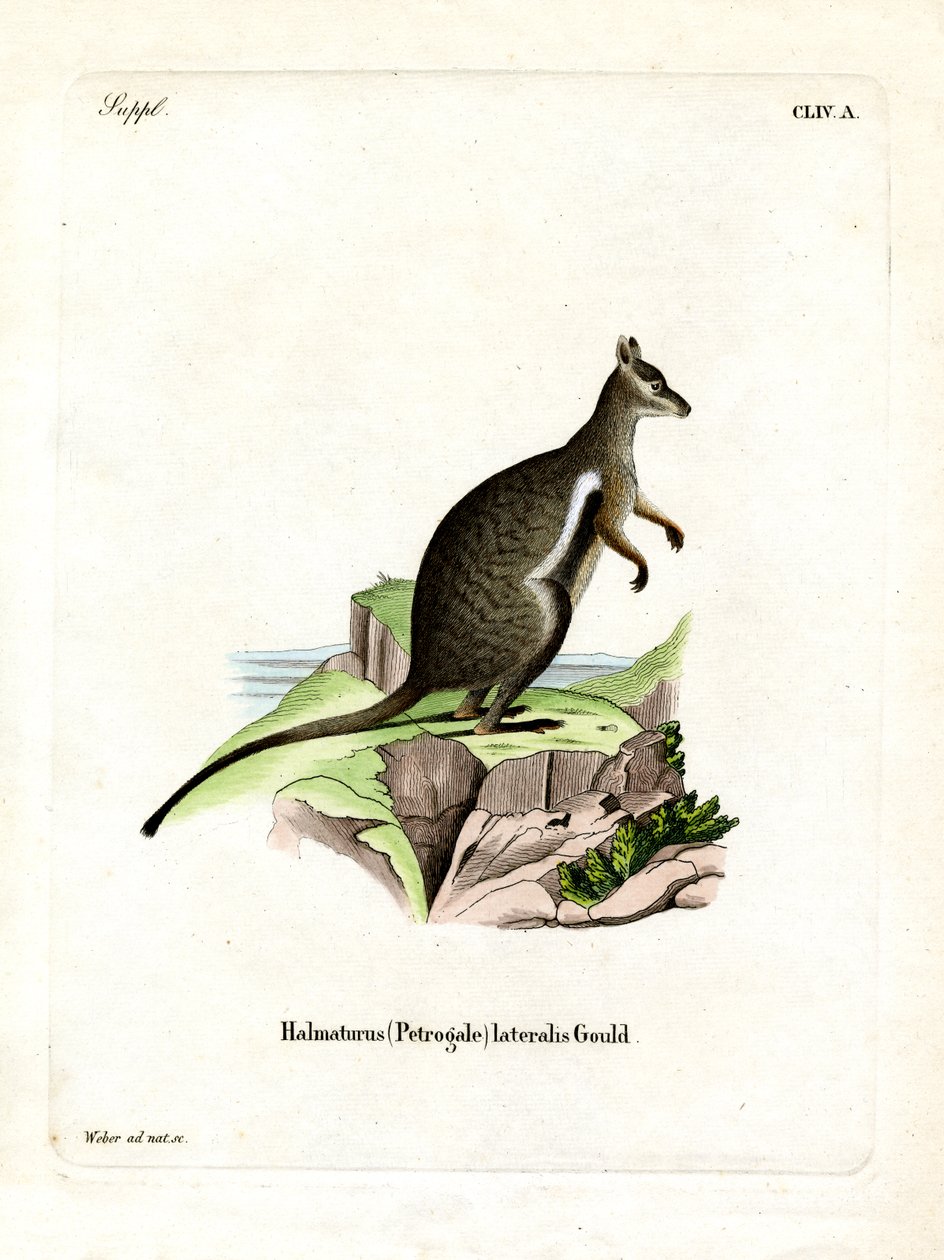 Black-footed Rock-wallaby by German School