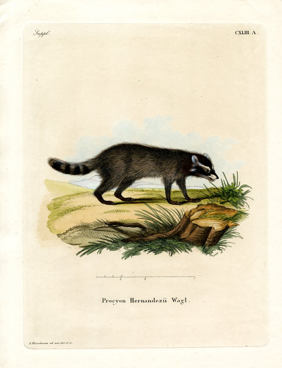 Black-footed Raccoon by German School