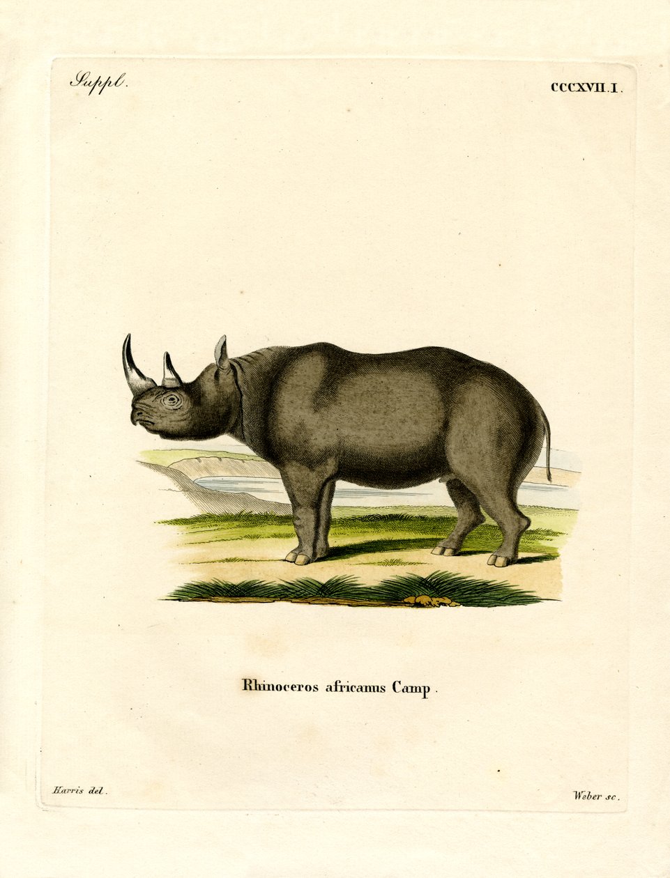 Black Rhinoceros by German School