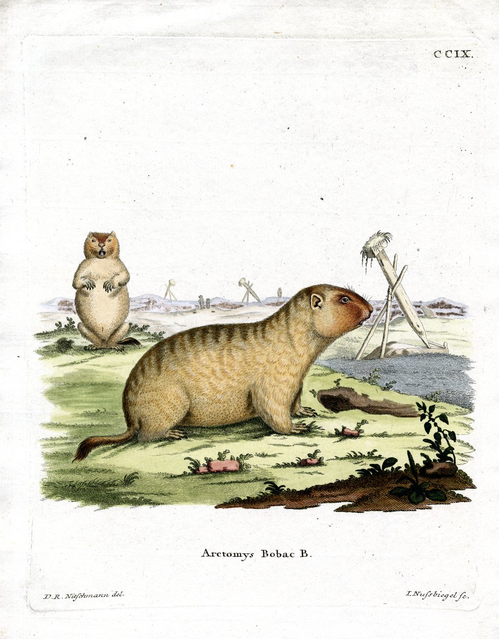 Bobac Marmot by German School