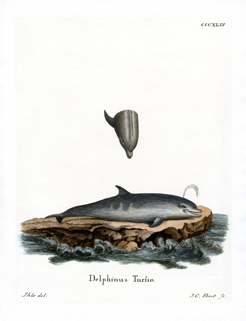 Bottle-nosed Dolphin by German School