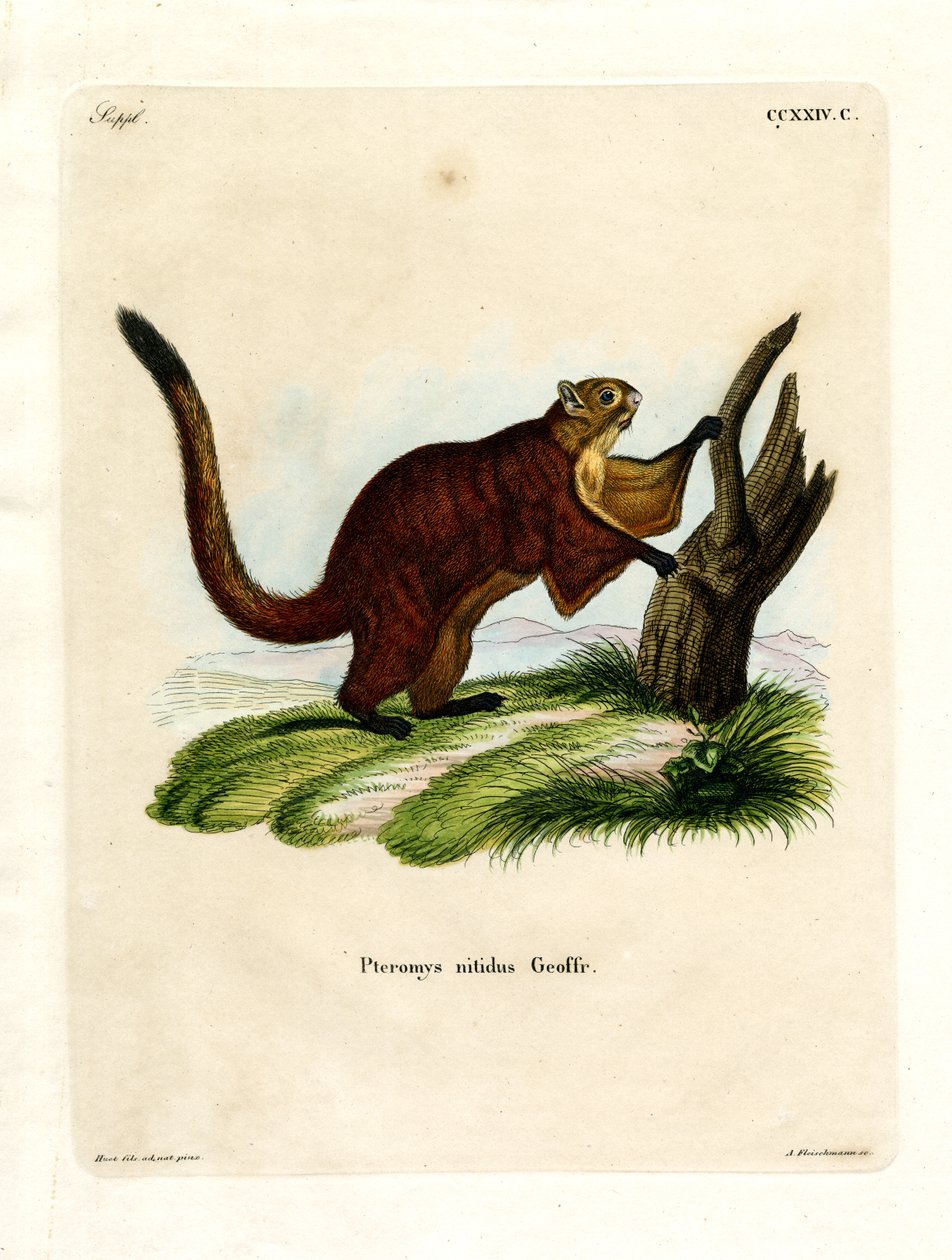 Brilliant Flying Squirrel by German School