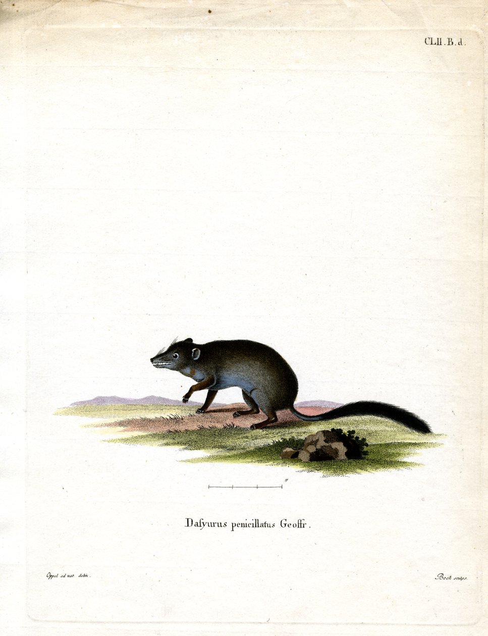 Brush-tailed Phascogale by German School