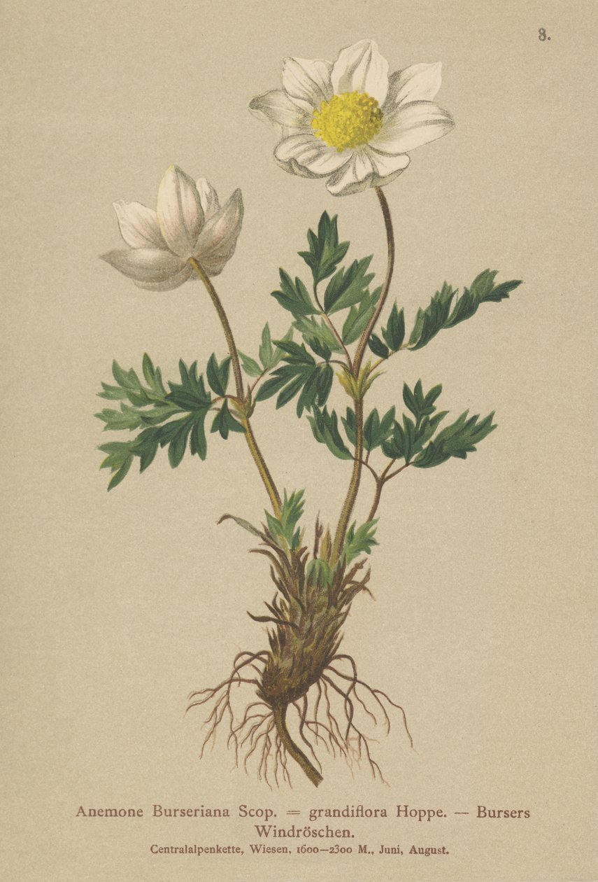 Bursers Anemone (Anemone Burseriana, Anemone grandiflora) by German School