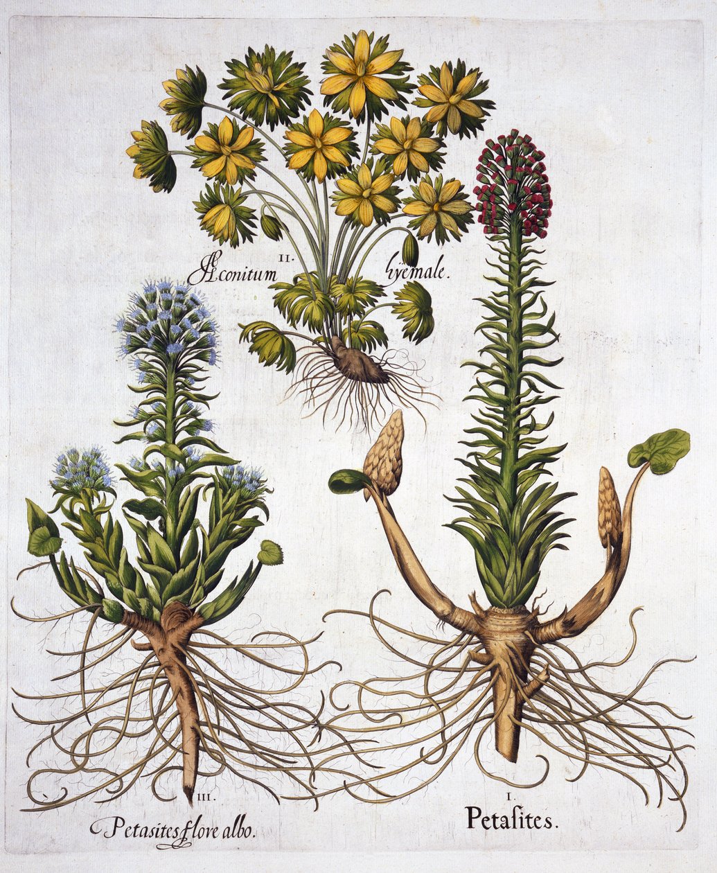 Butterburs and Winter Aconite, from Hortus Eystettensis by German School