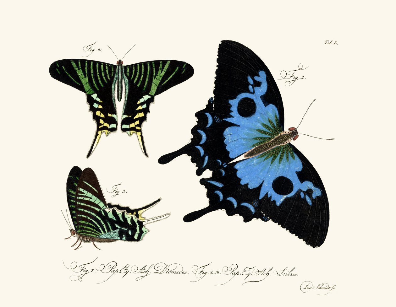 Butterflies by German School