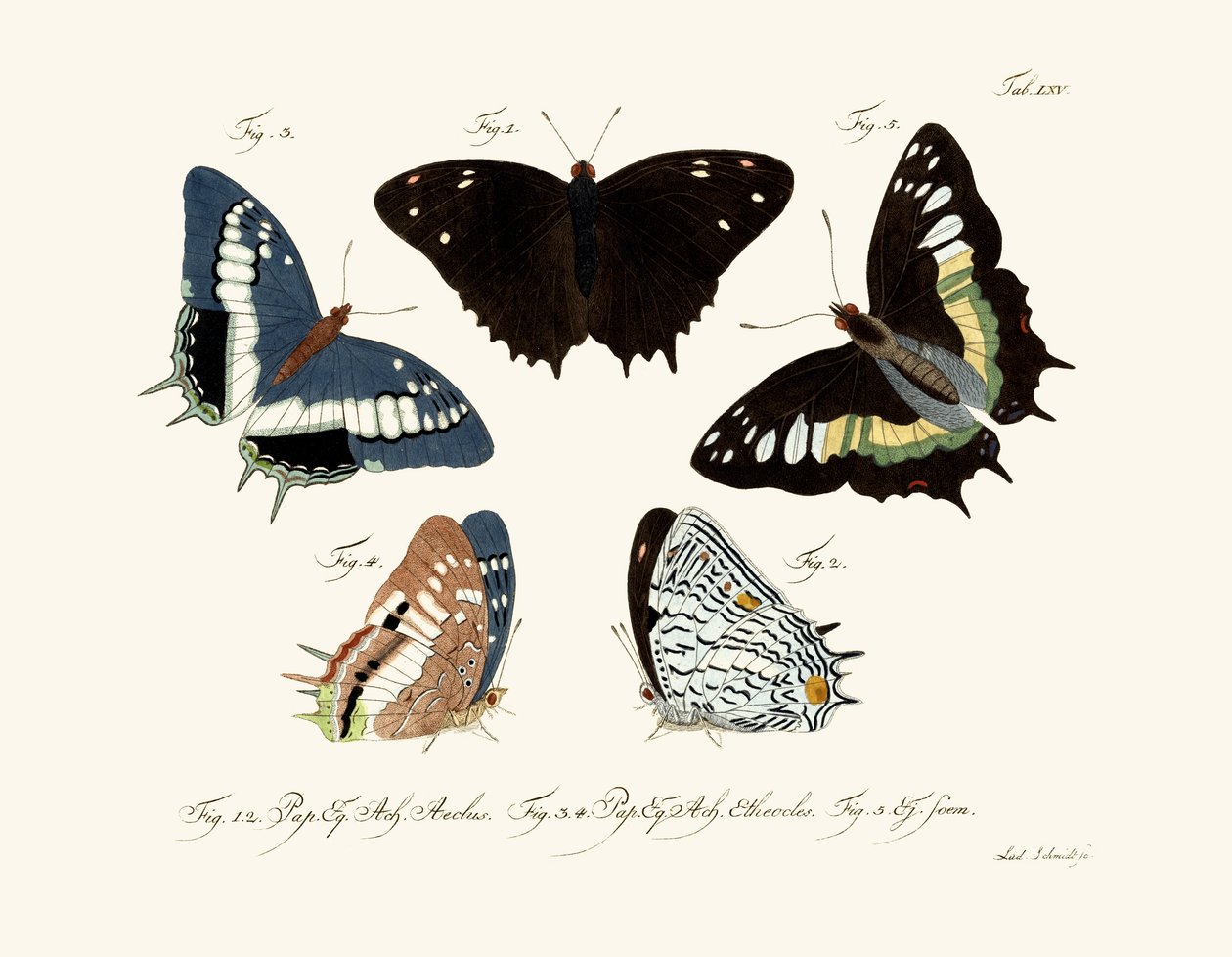 Butterflies by German School