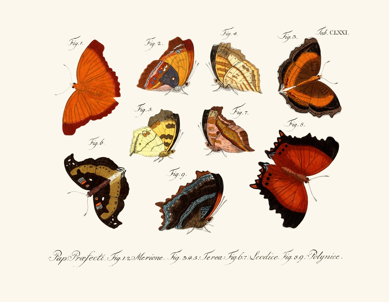 Butterflies by German School