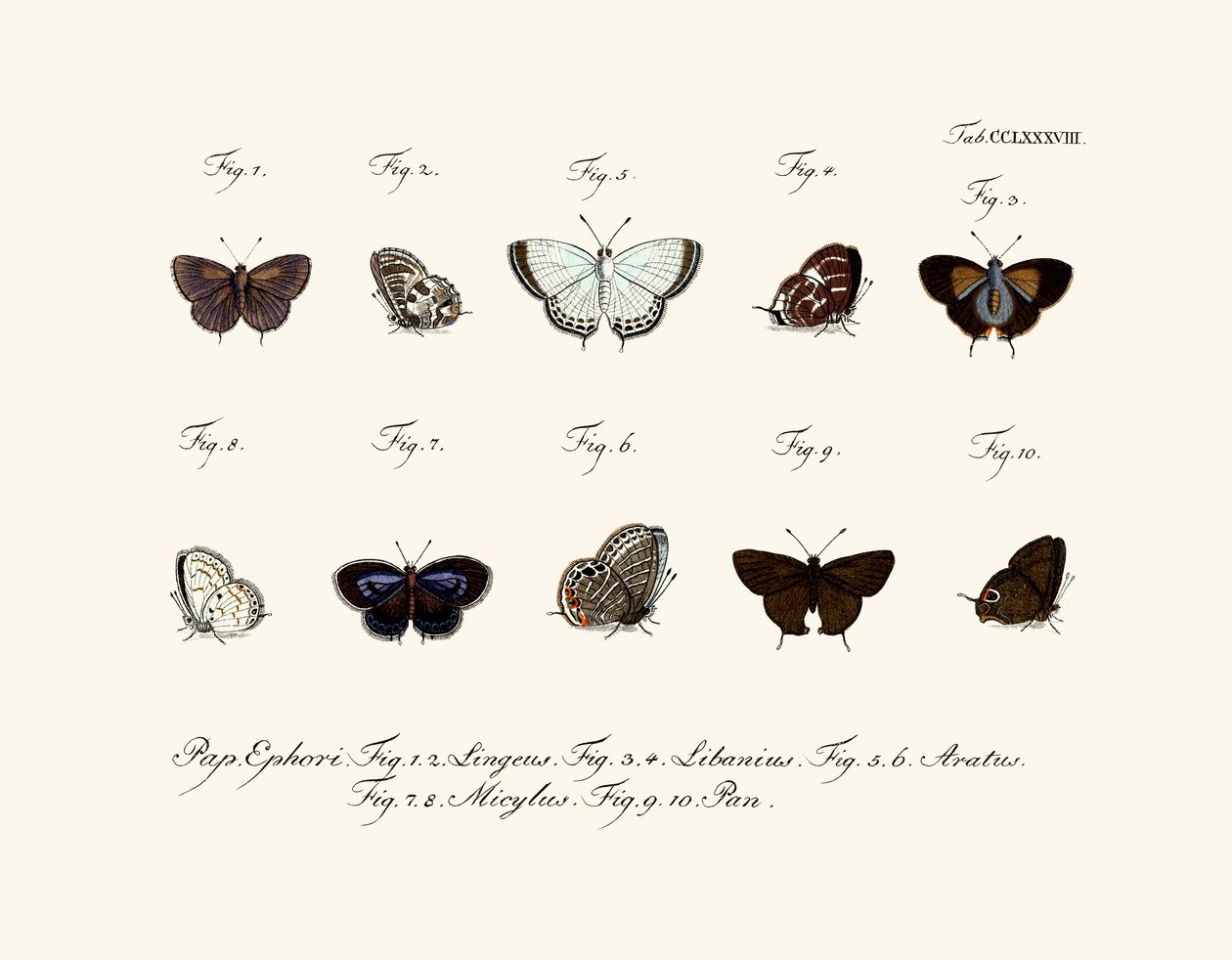 Butterflies by German School