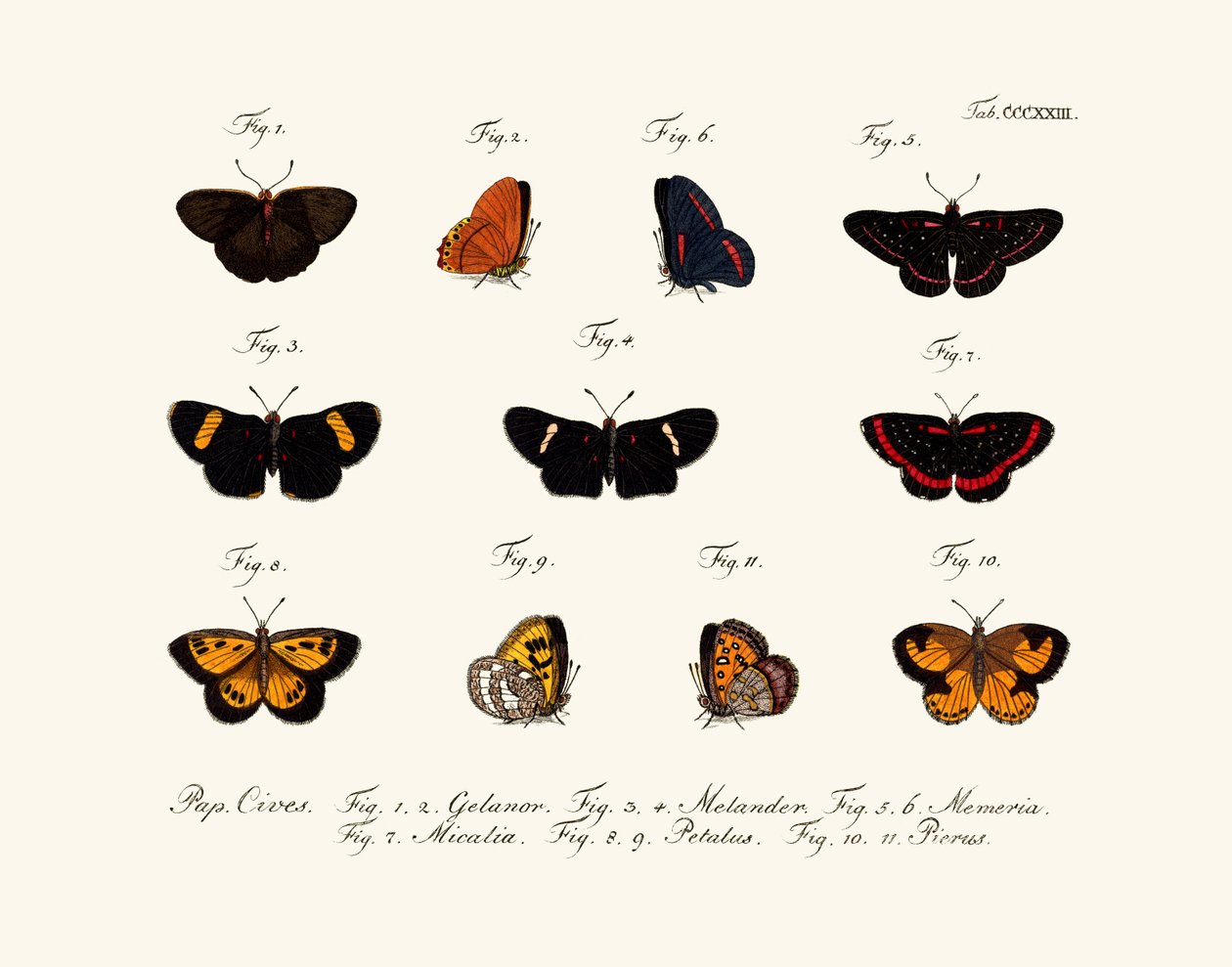 Butterflies by German School